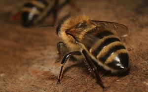 Rovarcsípés méhcsípés