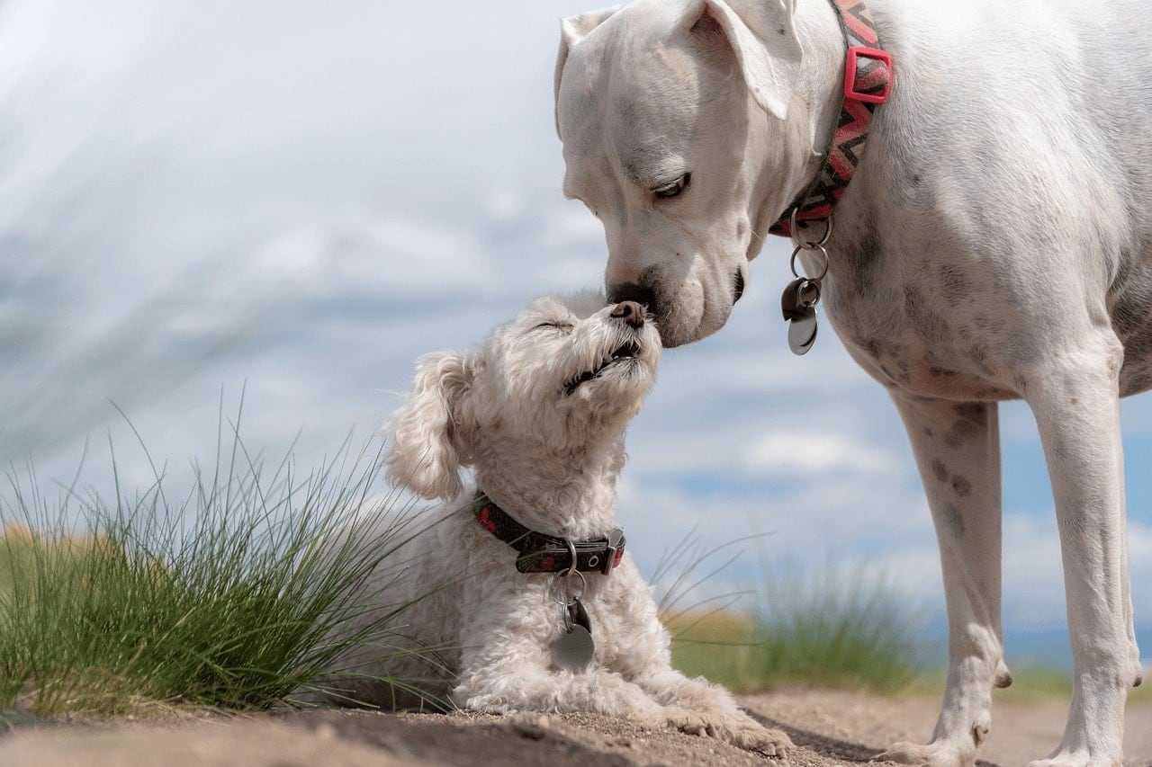 kistestű és nagytestű fehér kutyák barátságban