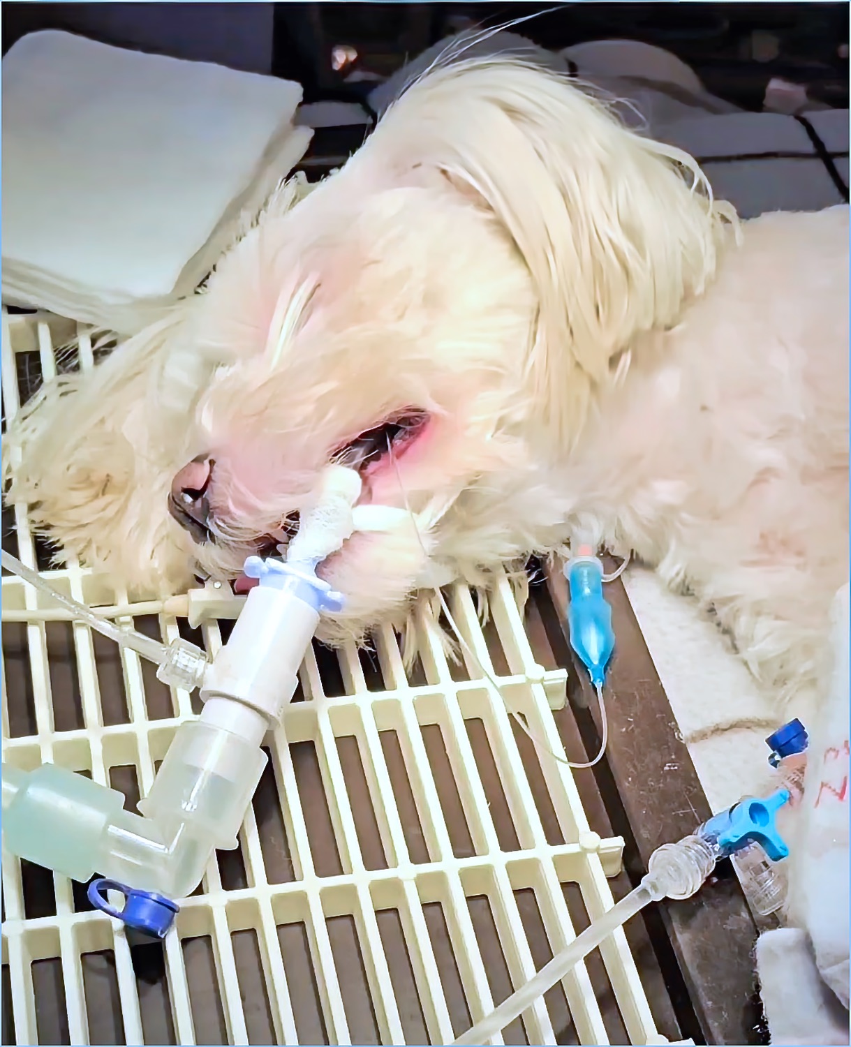 kutya altatásban a fogkőleszedés előtt