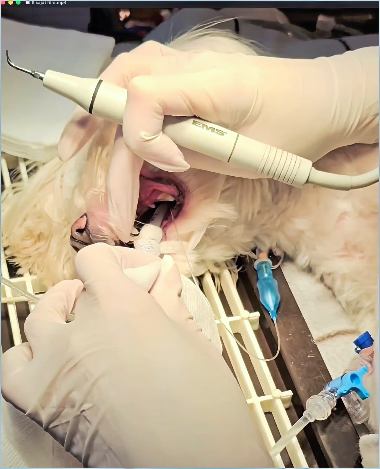 fogkő elválolítás altatás közben