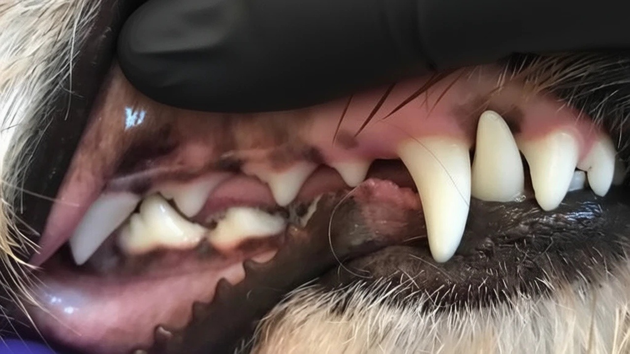 golden retriever fogazat