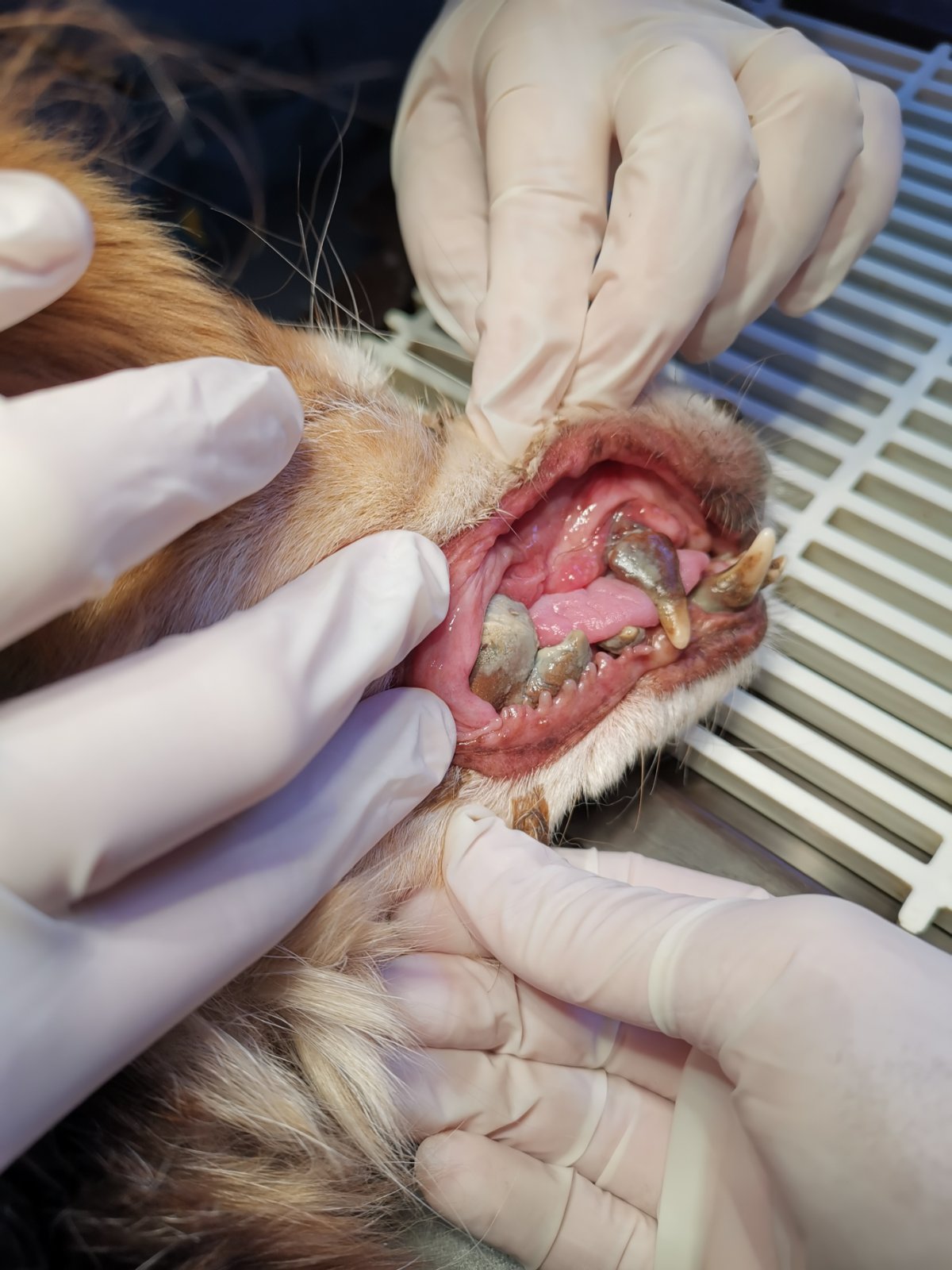 fogkövesség és foghúzás