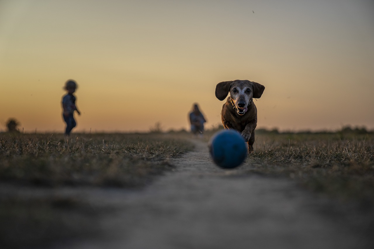 A demens idős kutyus is élhet boldog életet