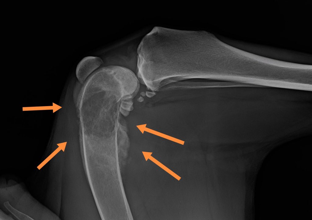 Kutya onkológia és szakrendelés - osteosarcoma