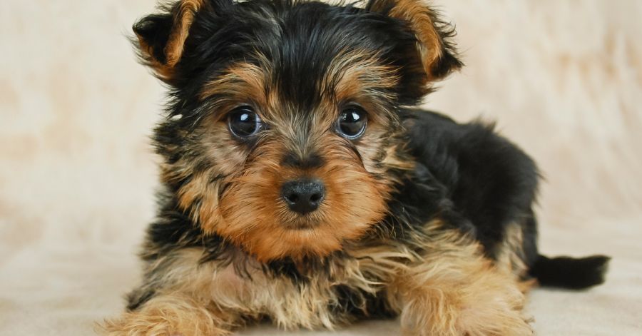 Yorkie