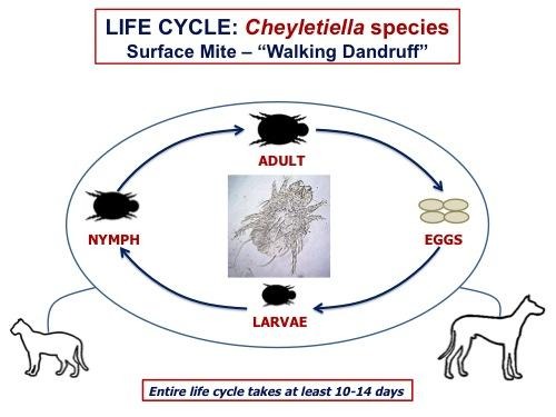 atka életciklusa
