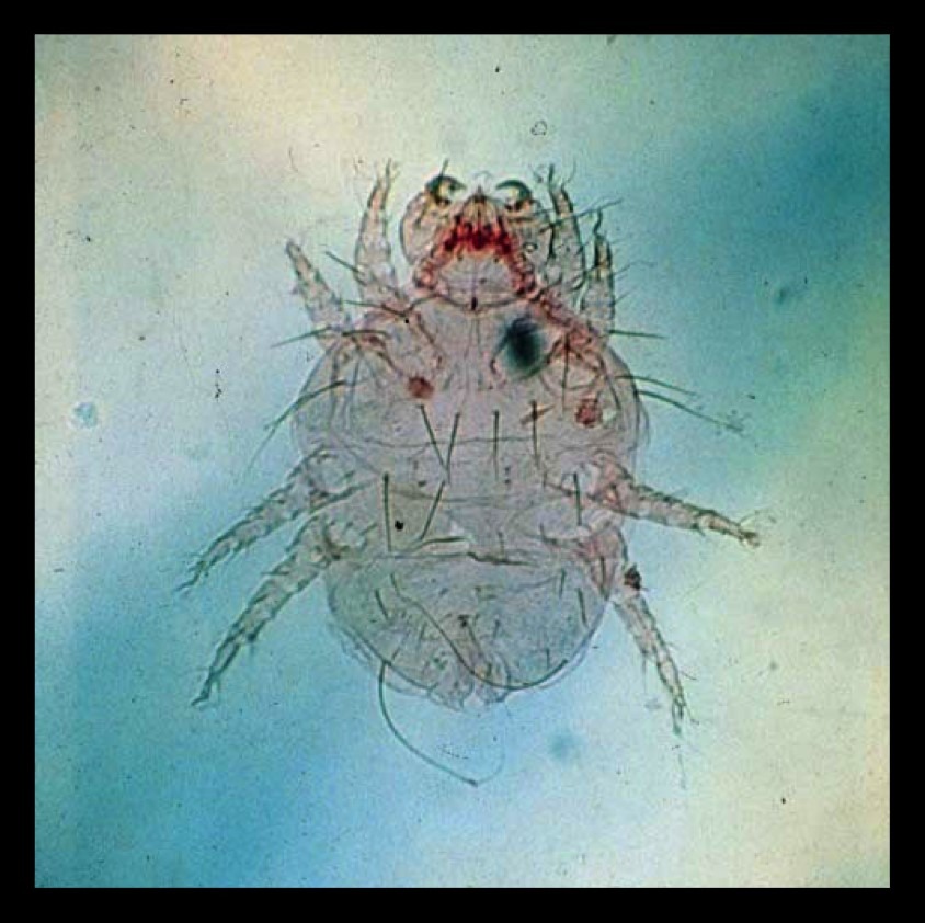 cheyletiellosis atka