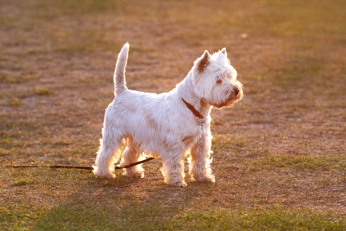 West Highland White Terrier betegségek