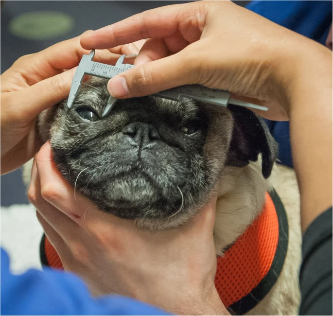 mopsz szem vizsgálat