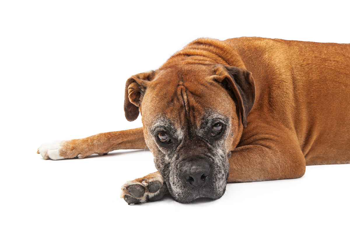 borbeteg-boxer