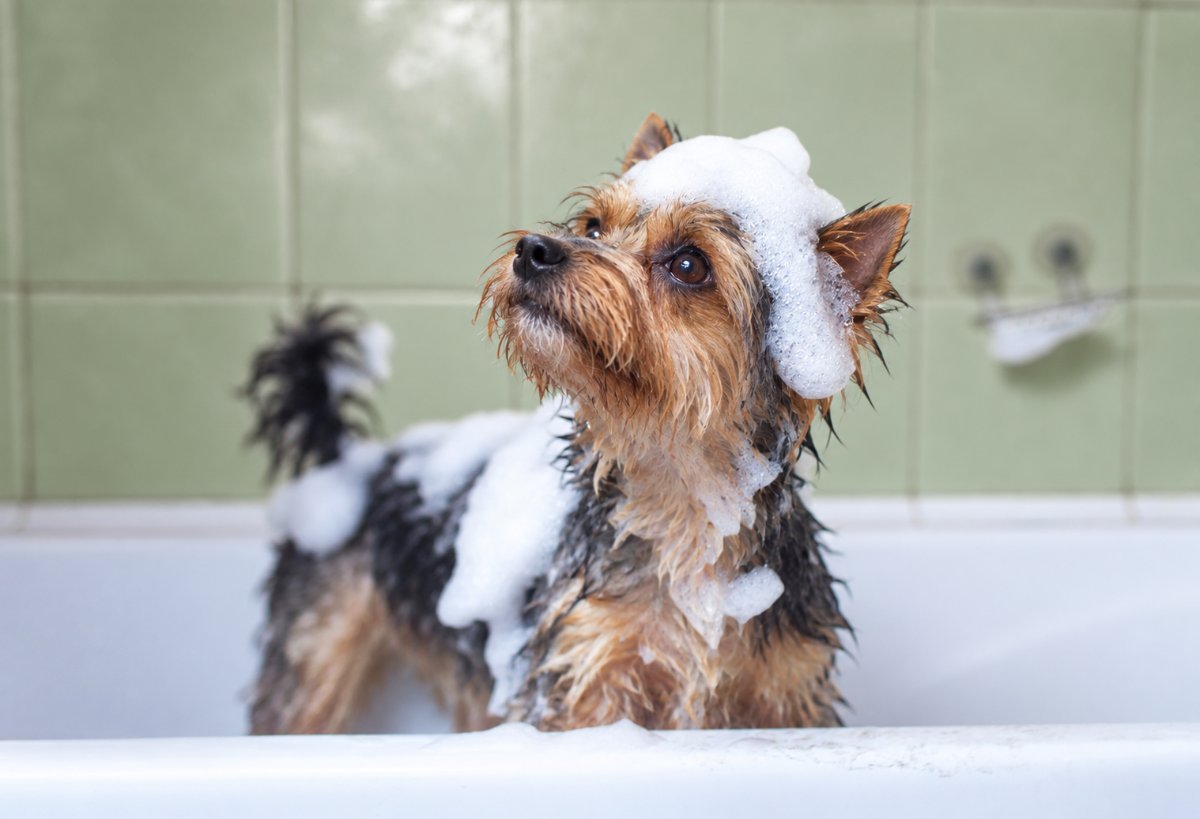 Allergiás yorkshire terrier fürdetése otthon