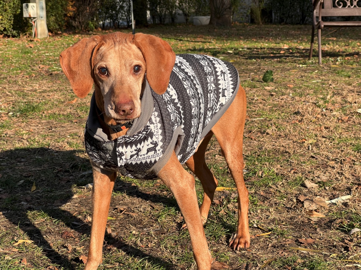 Idős vizsla tartási költségei