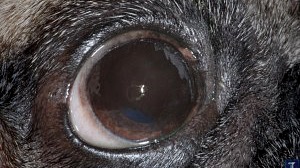 Kutya szembetegség: SARD, hirtelen vakság | Kllapka Állatklinika