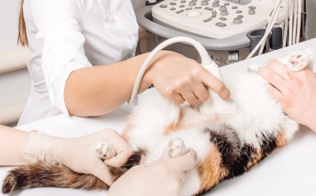 Macska ultrahang vizsgálata