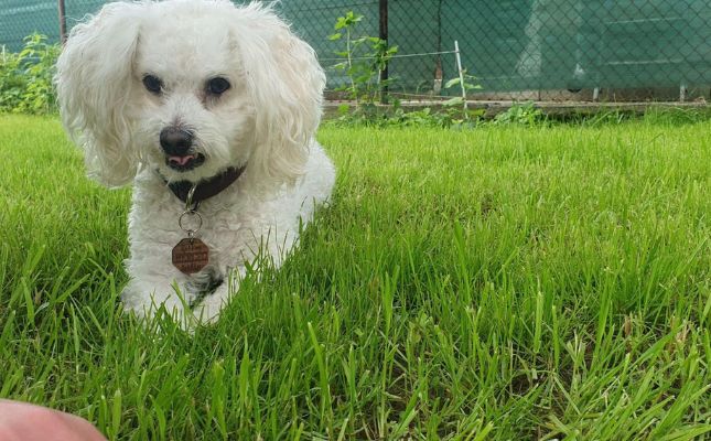 bichon havanese, bichon bolognese és bichon frisé, a máltai selyemkutya és a coton de tulear