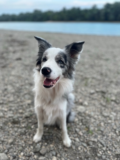 Collie szem betegség - Merle szín szemanomália