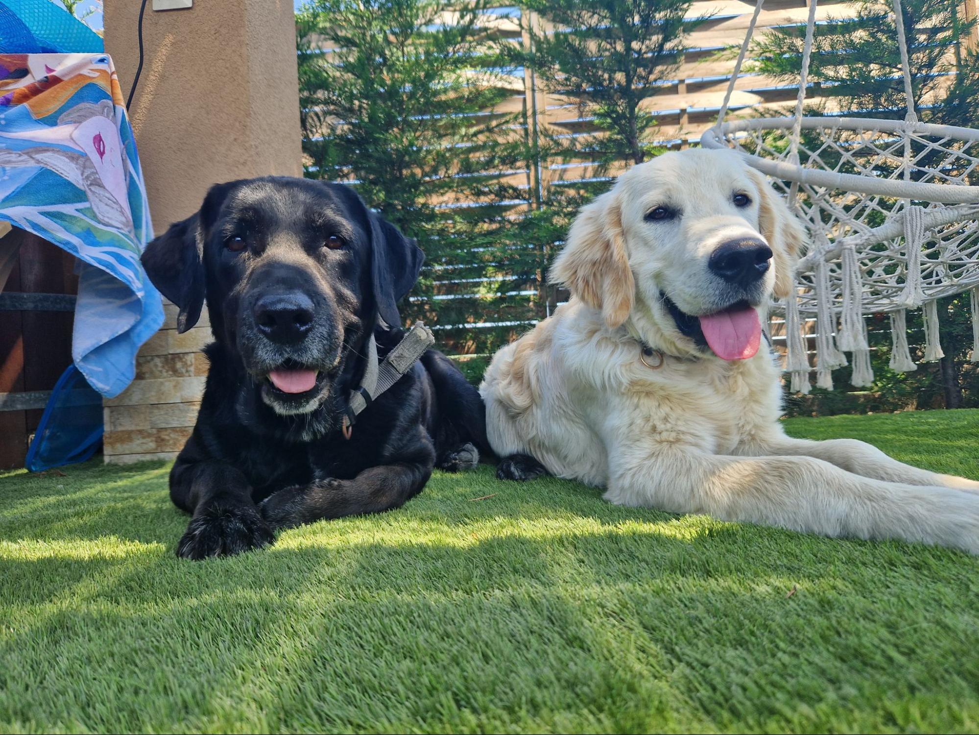 Golden retriever és Labrador