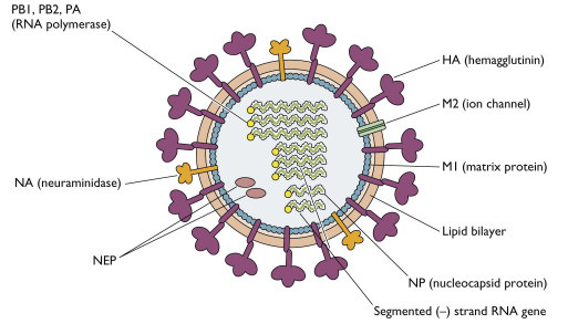 influenza vírus kutyák esetében