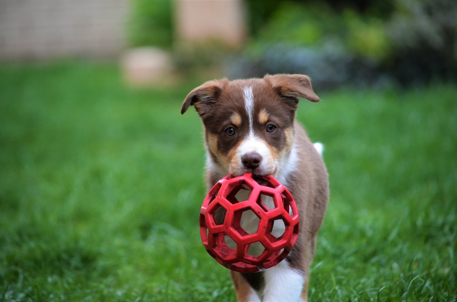 A collie szem anomália már 6-8 hetes korban is kiszűrhető