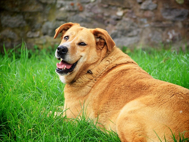 Kövér Golden Retriever