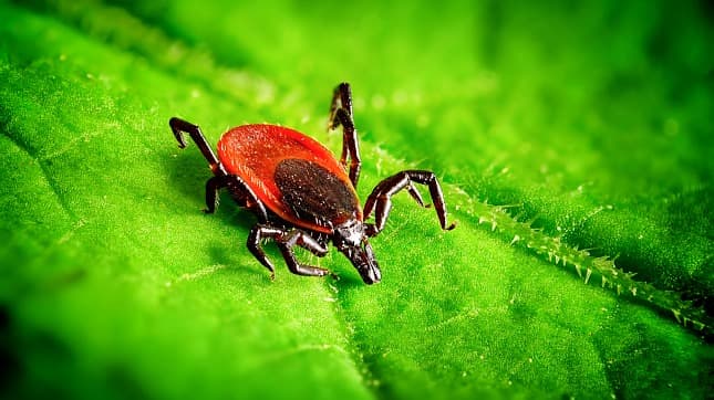 A lyme kórt terjesztő kullancsfaj, az Ixodes ricinus, nősténye.