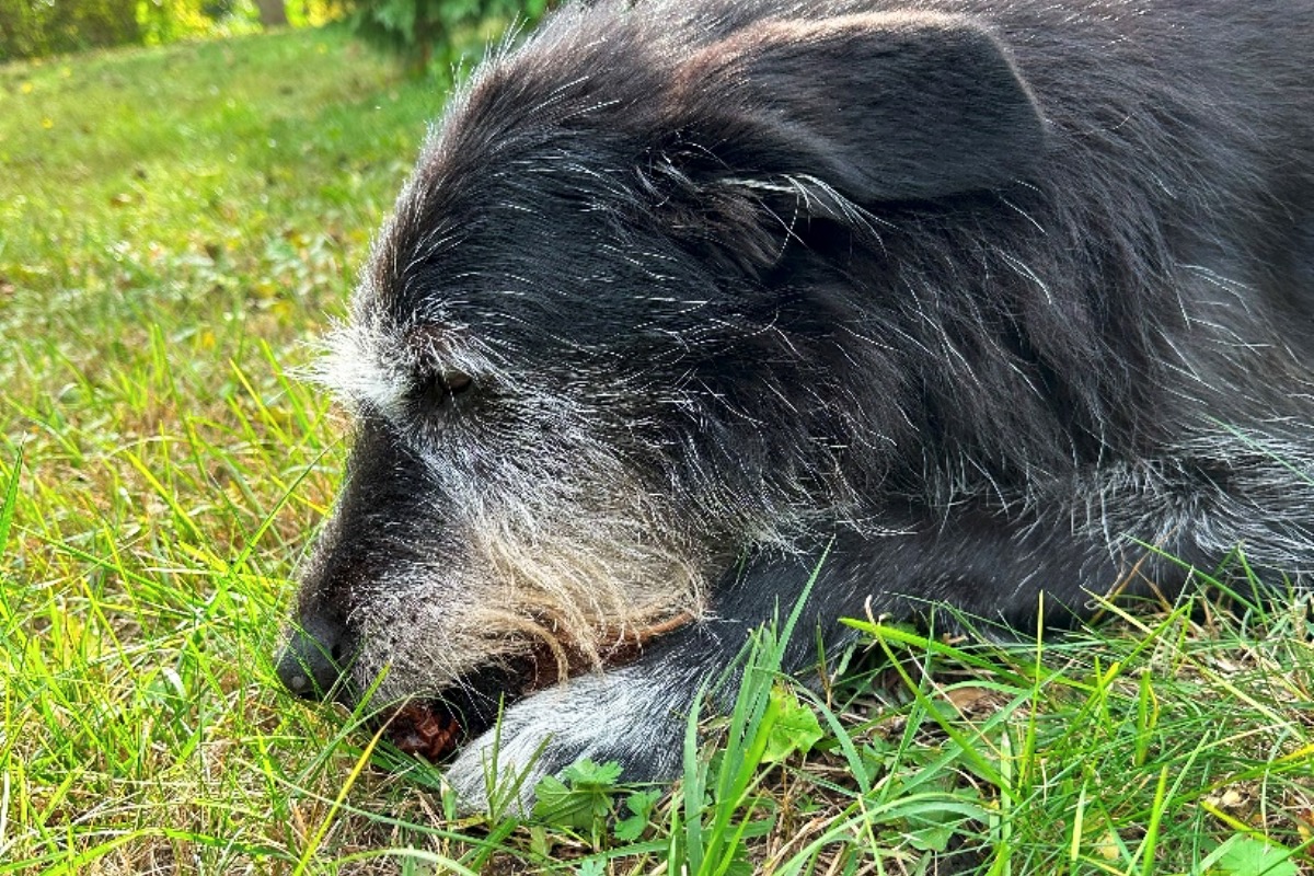kutya egy diót eszik éppen a fűben