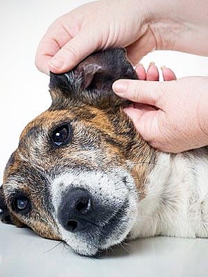 kutya fülénél bakteriális fertőződés