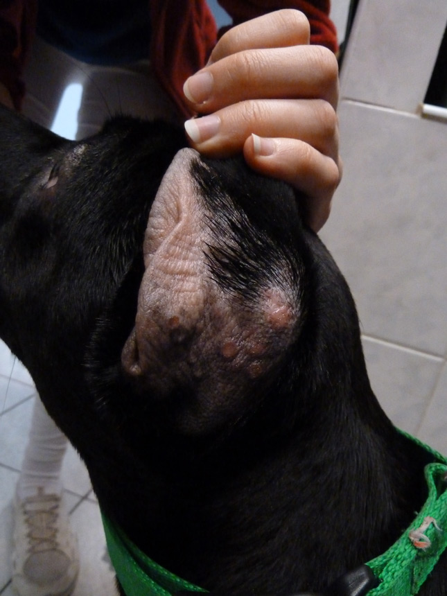 kutya rühesség fotó - a kutya fülén látható a betegség