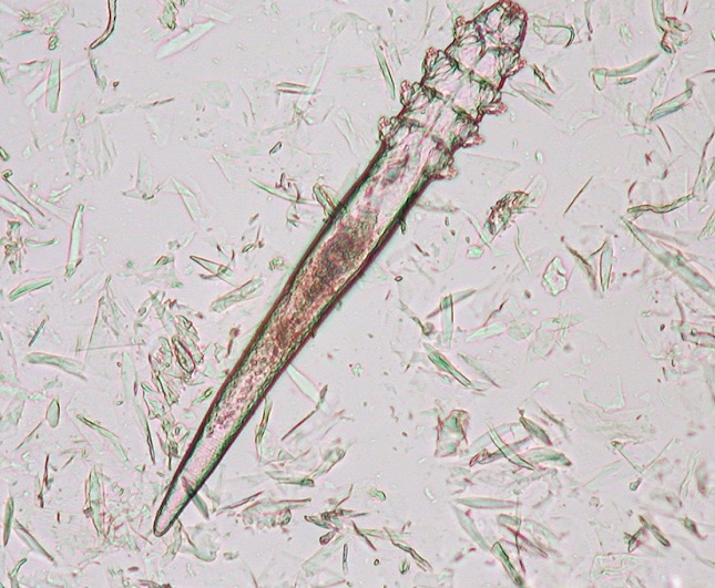 Kutyák szőrtüszőatkassága - Demodex atkák okozzák