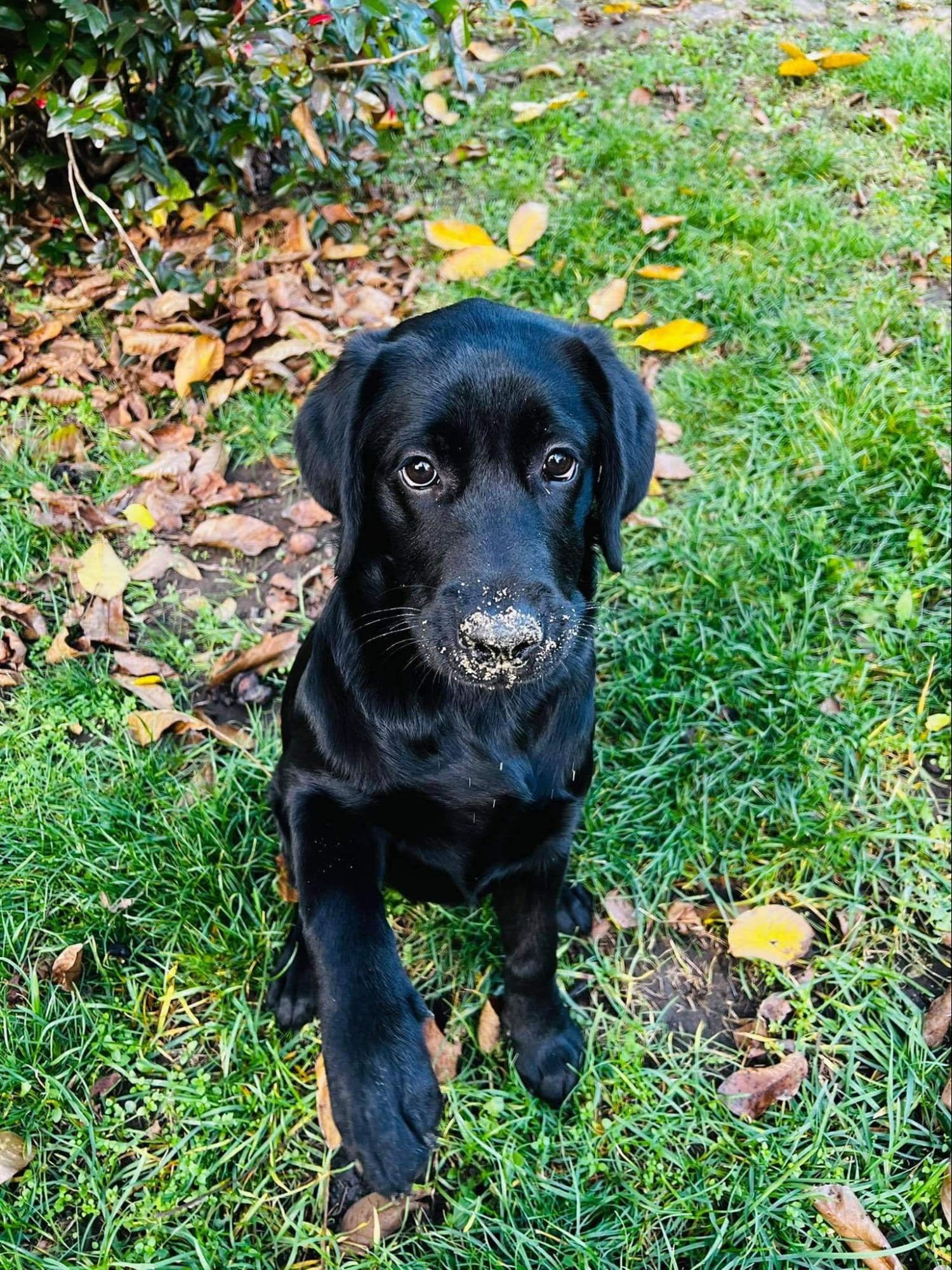 Labrador betegségei