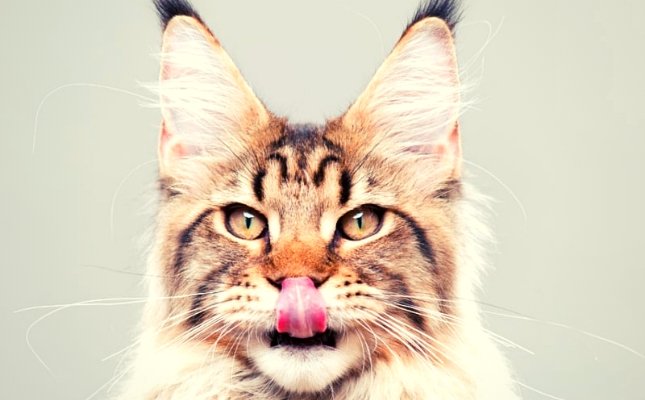 Macska fültisztítás - a hallójárat rövid, tág és közel egyenes lefutású