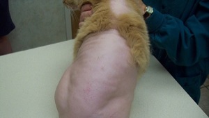macska szőrhullás és kopaszodás