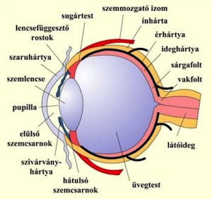 szemészeti betegség