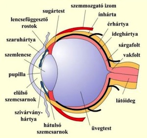 öregedésgátló bőrápolási rutin 2022 seraclon anti aging krémek