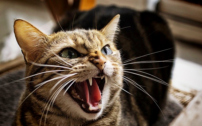 Felelős macskatartó szintén oltatja veszettség ellen a cicájá