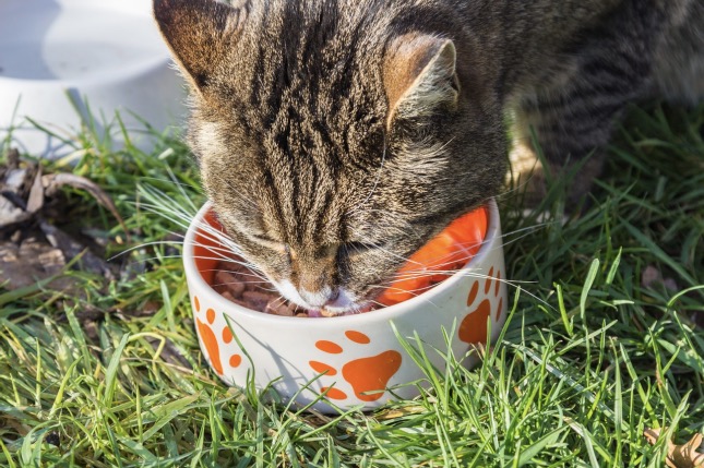 macskák étrendje és táplálkozási szokásai
