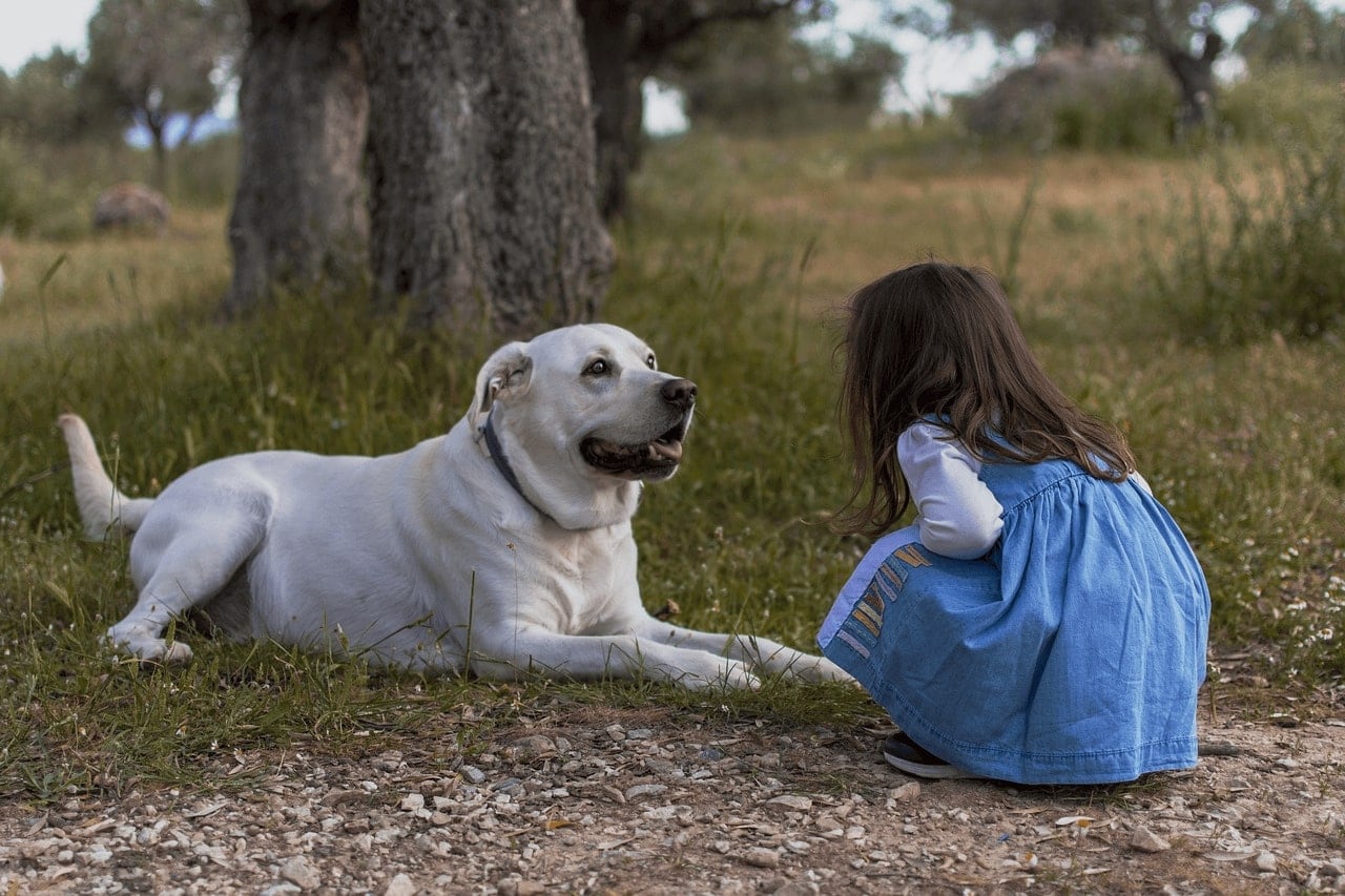 nagytestű fehér kutya fekszik a fűben előtte kislány guggol