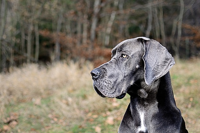 német dog - nagytestű kutyák esetében fokozottan ügyelni kell a bélcsavarodásra