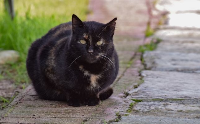 Öreg macskák geriátriai kivizsgálása akciósan