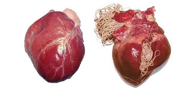 Kifejlett szívférgek a kutya szívében