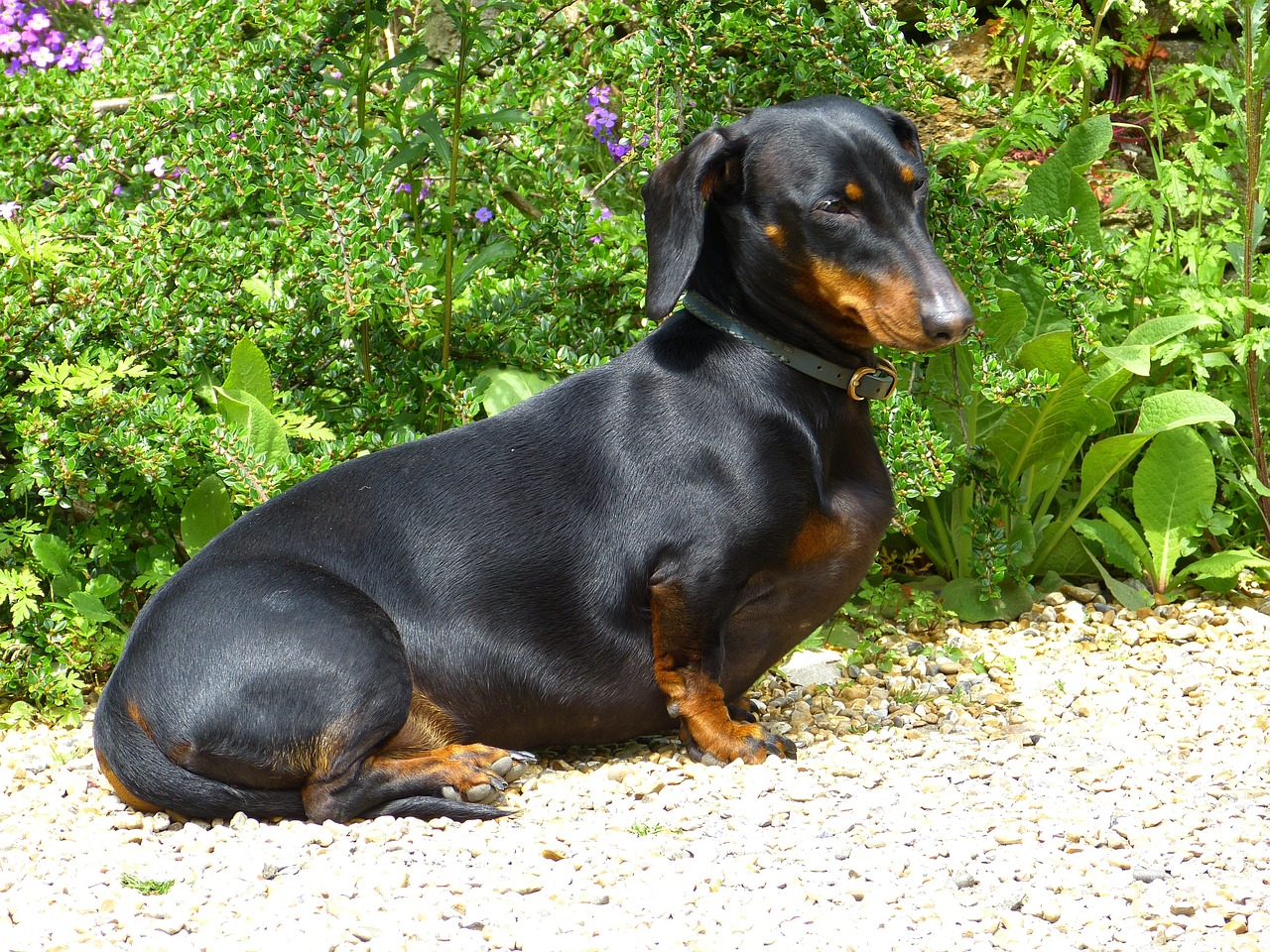 tacsko-dachshund-kutyab-betegsegek