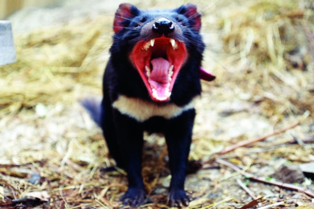 tasmán ördög