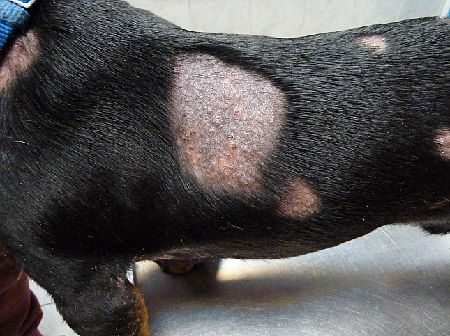 Szőrtüszőatka okozta elváltozások fiatal kutyán